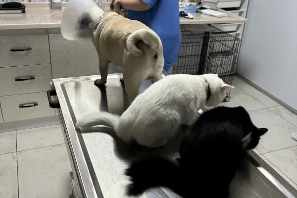 Lupa Veteriner Kliniği - Resim 4