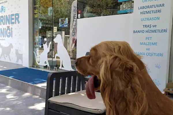 Lupa Veteriner Kliniği - Resim 2