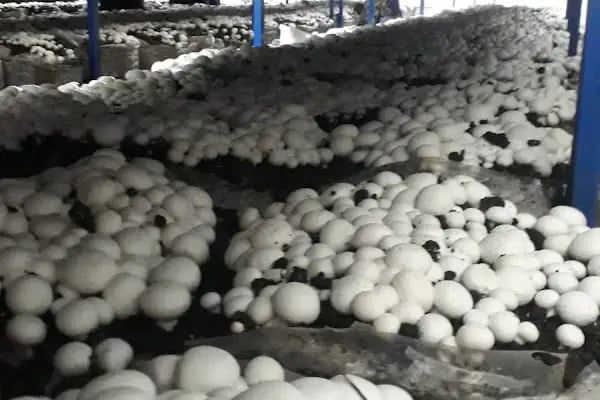 Adana Mantar Fabrikası (imamoğlu) - Resim 6