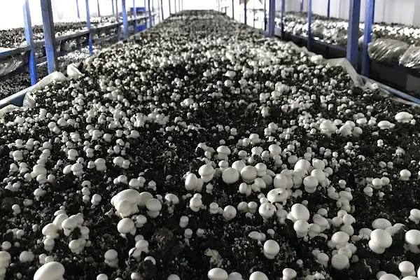 Adana Mantar Fabrikası (imamoğlu) - Resim 1