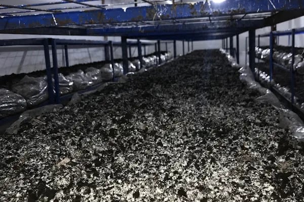 Adana Mantar Fabrikası (imamoğlu) - Resim 5