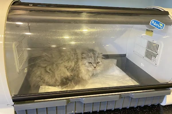 Pet Point Tuğba Veteriner Kliniği - Resim 13