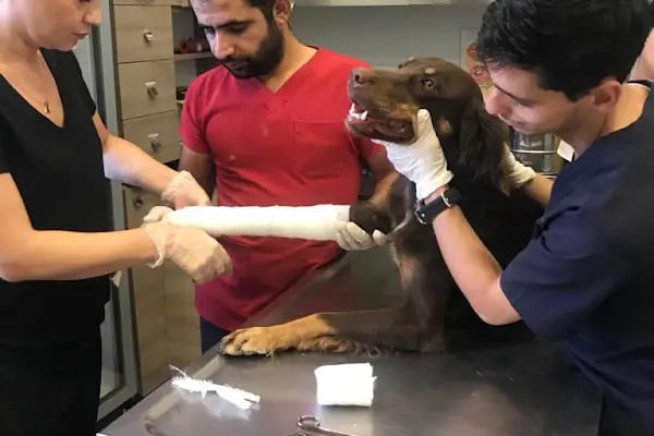 Pet Point Tuğba Veteriner Kliniği - Resim 9