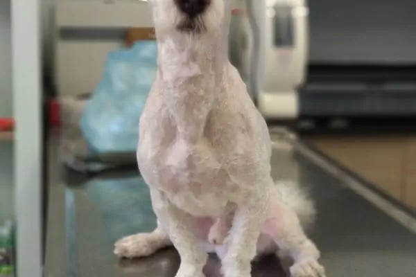 Pet Point Tuğba Veteriner Kliniği - Resim 5