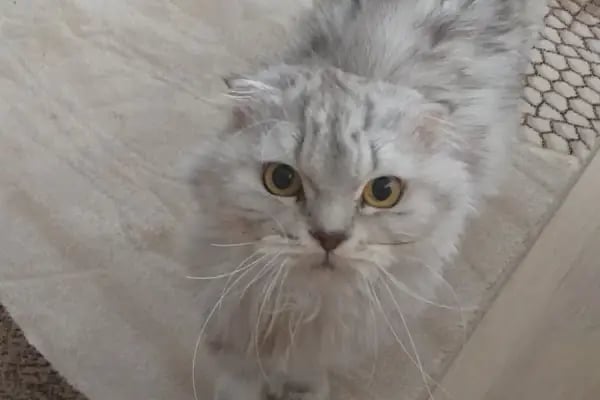 Pet Point Tuğba Veteriner Kliniği - Resim 6