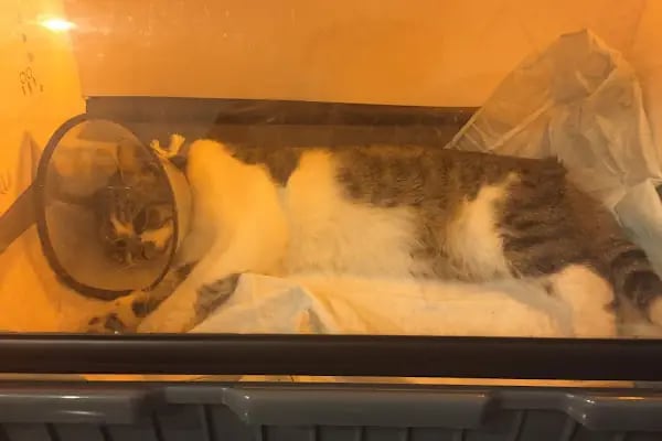 Pet Point Tuğba Veteriner Kliniği - Resim 8