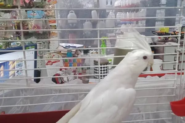 Koç Petshop Ve Akvaryum - Resim 7