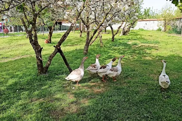 Ekol Koleji Tabiat Kampüsü - Resim 10