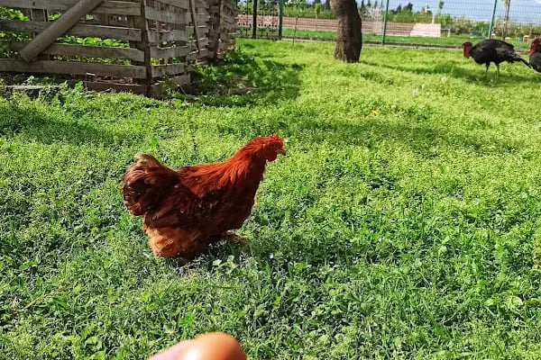 Ekol Koleji Tabiat Kampüsü - Resim 5