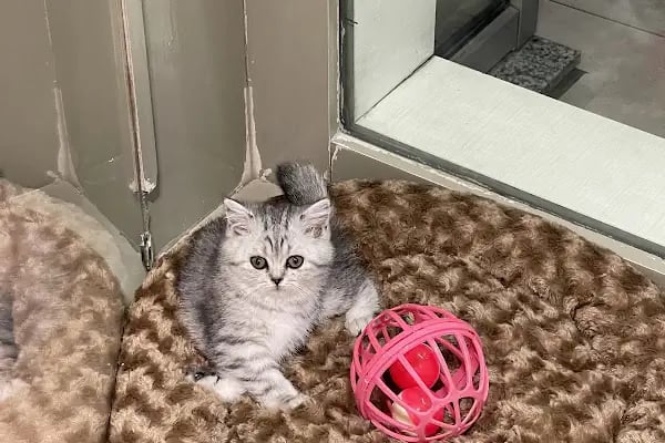 Safari Pet Shop - Resim 16