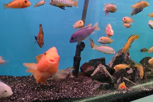 Safari Pet Shop - Resim 15