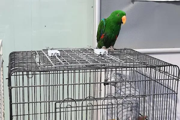 Pet Bahçesi - Resim 4