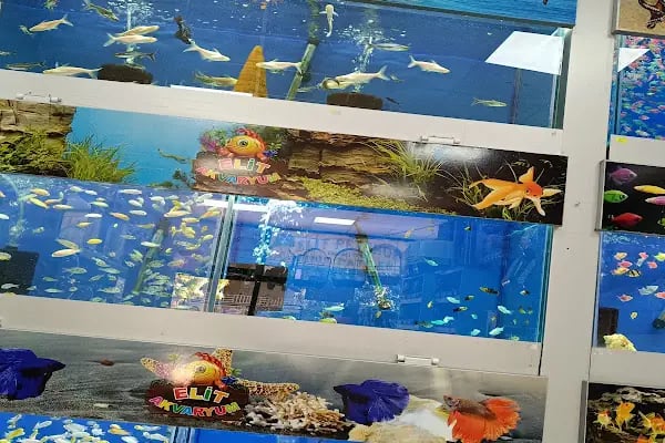 ELİT PETSHOP - Resim 5