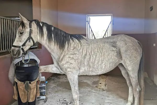 Bodrum Atlı Spor Kulübü - At Safari - Pony Binişi - Resim 17