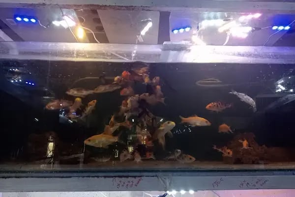 HüseyinGazi Petshop Akvaryum - Resim 1