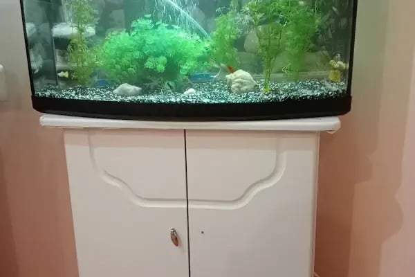 HüseyinGazi Petshop Akvaryum - Resim 20