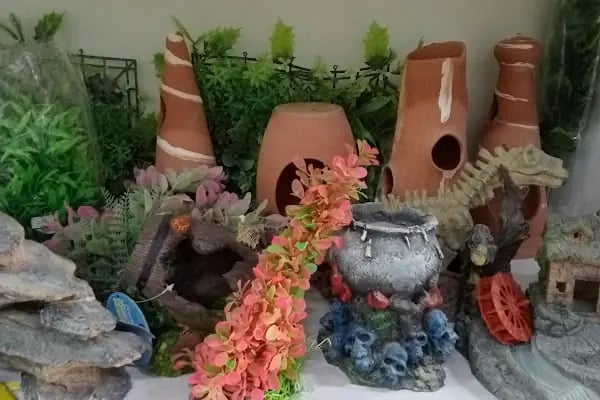 HüseyinGazi Petshop Akvaryum - Resim 17