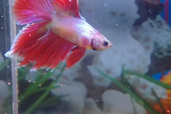 Sevimli Petshop - Resim 7