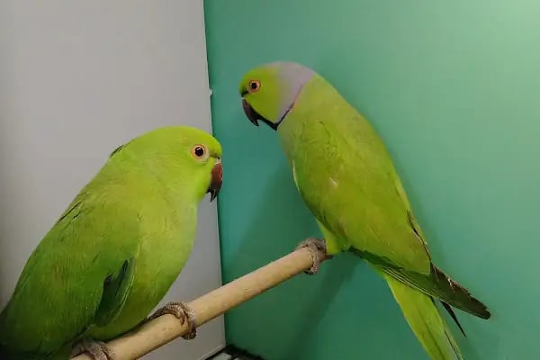 Sevimli Petshop - Resim 5