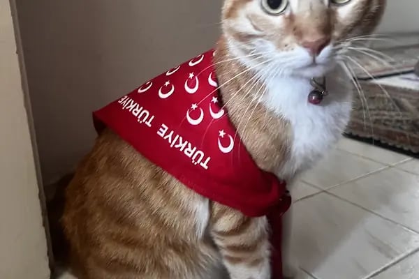 Sevimli Petshop - Resim 2