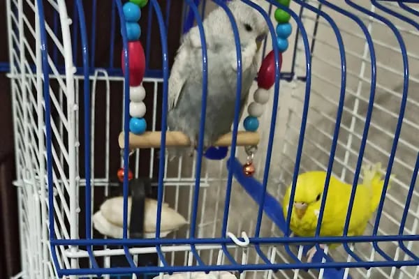 Sevimli Petshop - Resim 6