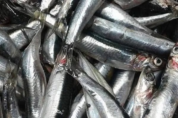 Bayraklı Balık Pişiricisi - Resim 18