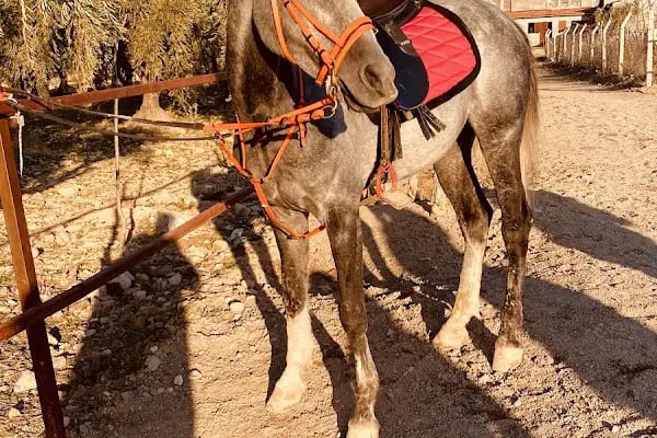 Gaziantep Hayvanat Bahçesi Binicilik &amp; Pony Club - Resim 12