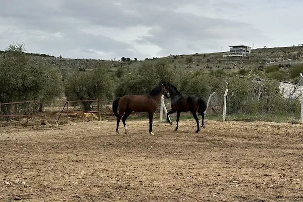Gaziantep Hayvanat Bahçesi Binicilik &amp; Pony Club - Resim 14
