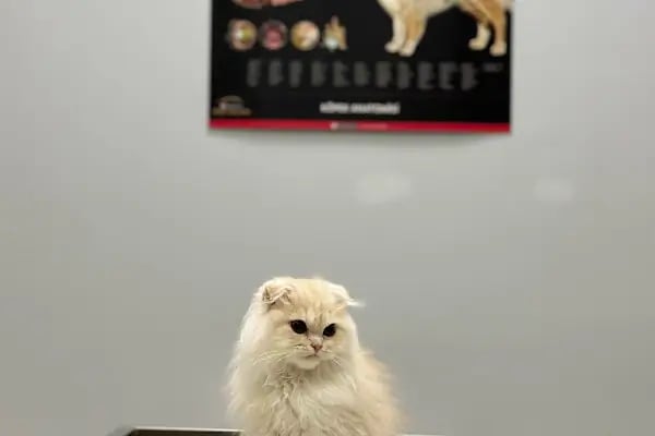Aris Veteriner Kliniği - Resim 12