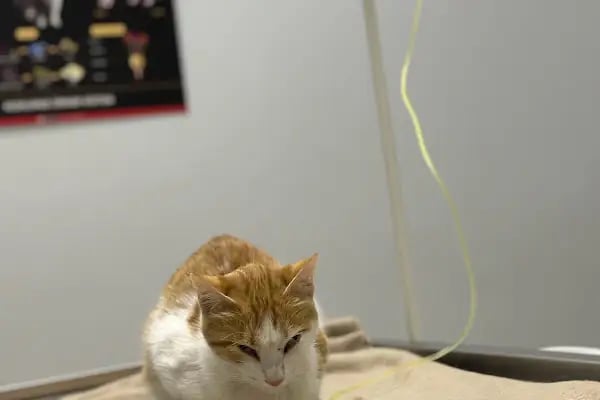 Aris Veteriner Kliniği - Resim 11