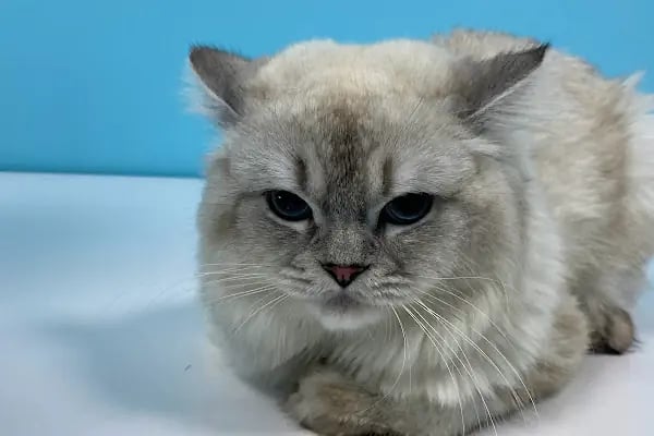 Petnest Veteriner Kliniği - Resim 9