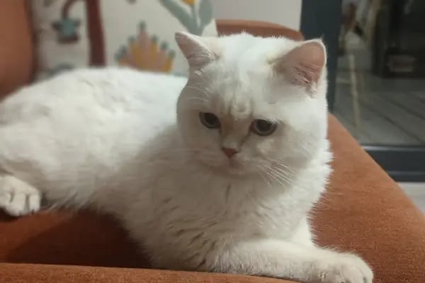 Petnest Veteriner Kliniği - Resim 6