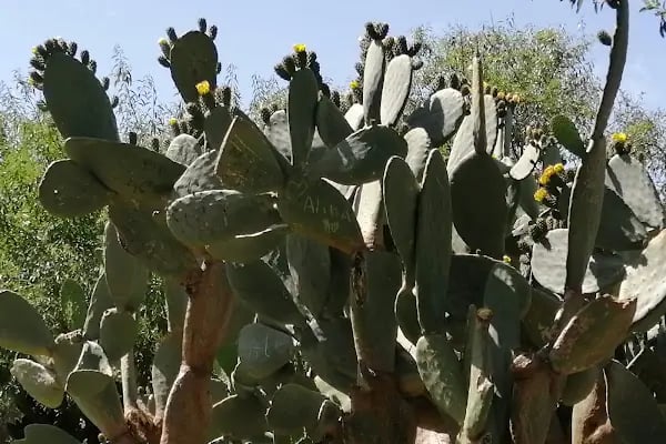 Limonkale - Resim 14