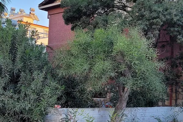 BALŞEN HOTEL - Resim 8