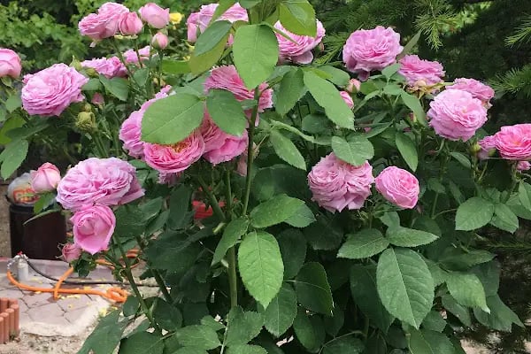 Ürkmez Garden - Resim 6