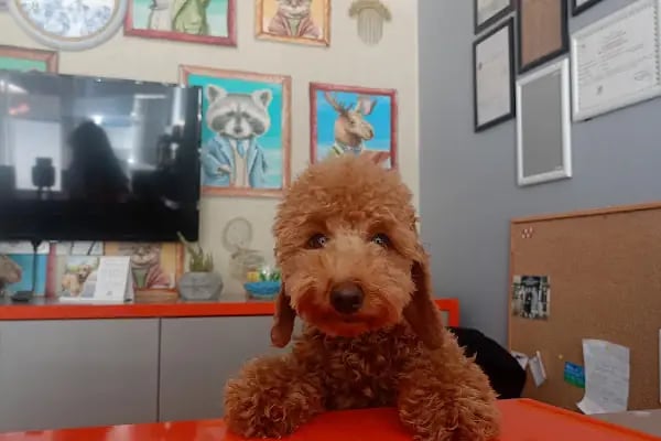 Petkey Veteriner Kliniği - Resim 9