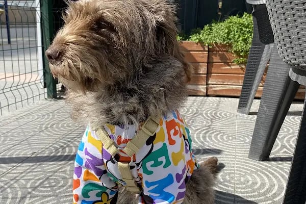 Petkey Veteriner Kliniği - Resim 8