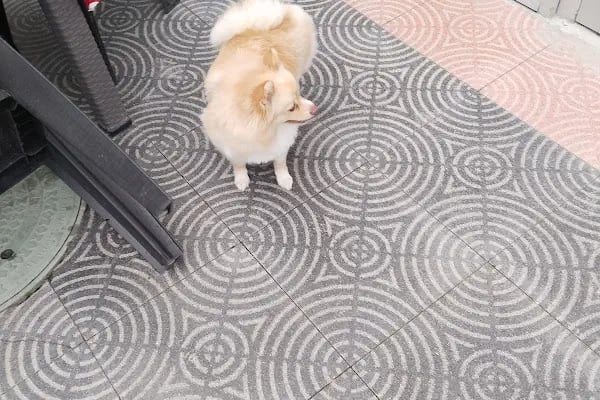 Petkey Veteriner Kliniği - Resim 4