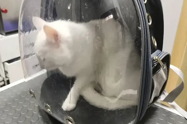 Keçiören Veteriner Kliniği - Resim 9