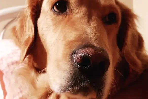 Keçiören Veteriner Kliniği - Resim 3