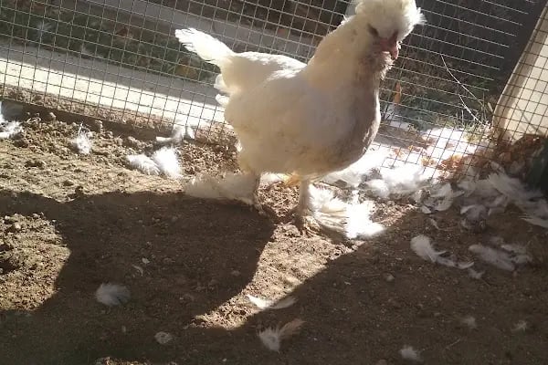 Orduzu C tipi Mesire yeri Botanik ve Hayvanat Bahçesi - Resim 3