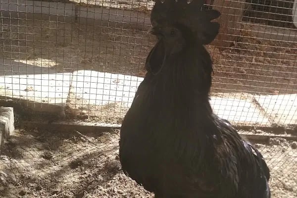 Orduzu C tipi Mesire yeri Botanik ve Hayvanat Bahçesi - Resim 19