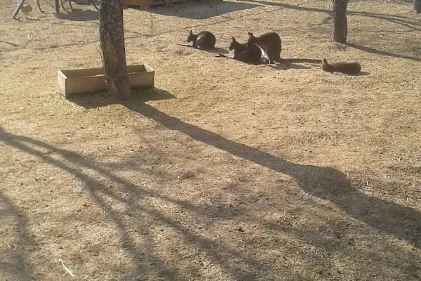 Orduzu C tipi Mesire yeri Botanik ve Hayvanat Bahçesi - Resim 18