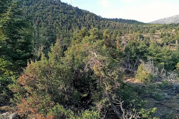 Yakamanastır Tabiat Parkı - Resim 8