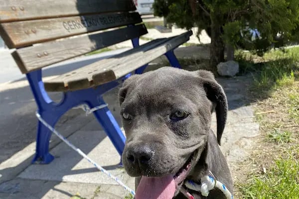 Çerkezköy Tepe Veteriner Kliniği - Resim 4