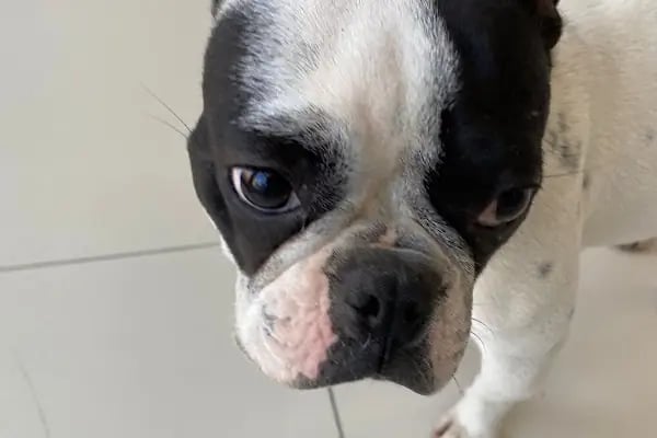 Çerkezköy Tepe Veteriner Kliniği - Resim 12