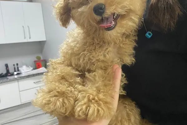 Çerkezköy Tepe Veteriner Kliniği - Resim 9