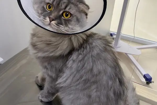 Çerkezköy Tepe Veteriner Kliniği - Resim 6