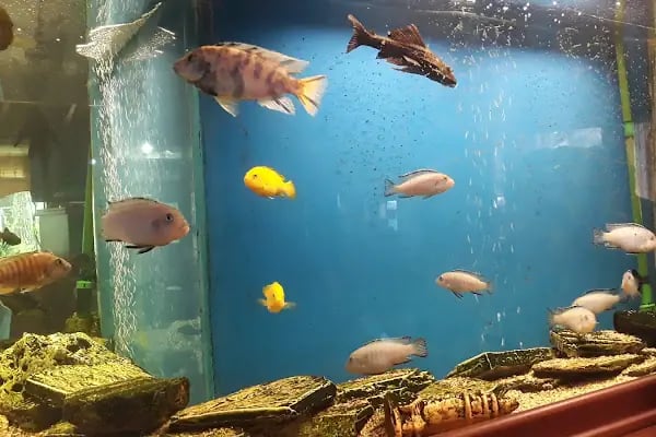 Yeşil Vadi Cafe - Resim 6