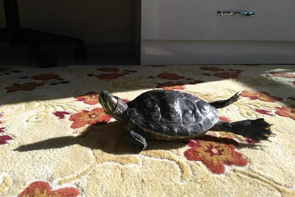 Mavi Pet Shop ve akvaryum dünyası - Resim 9
